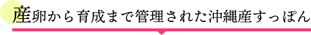 産卵から育成まで管理された沖縄産すっぽん