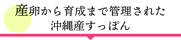 産卵から育成まで管理された沖縄産すっぽん